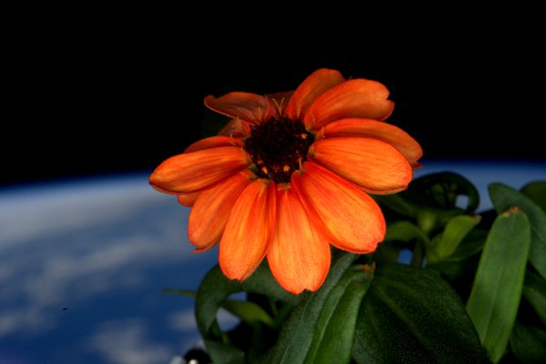 spaceflower